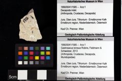 Foto (Objket + Etiketten) von Pithonoton sp. 